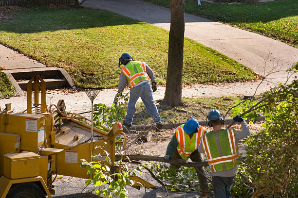 Best Tree Removal  in USA